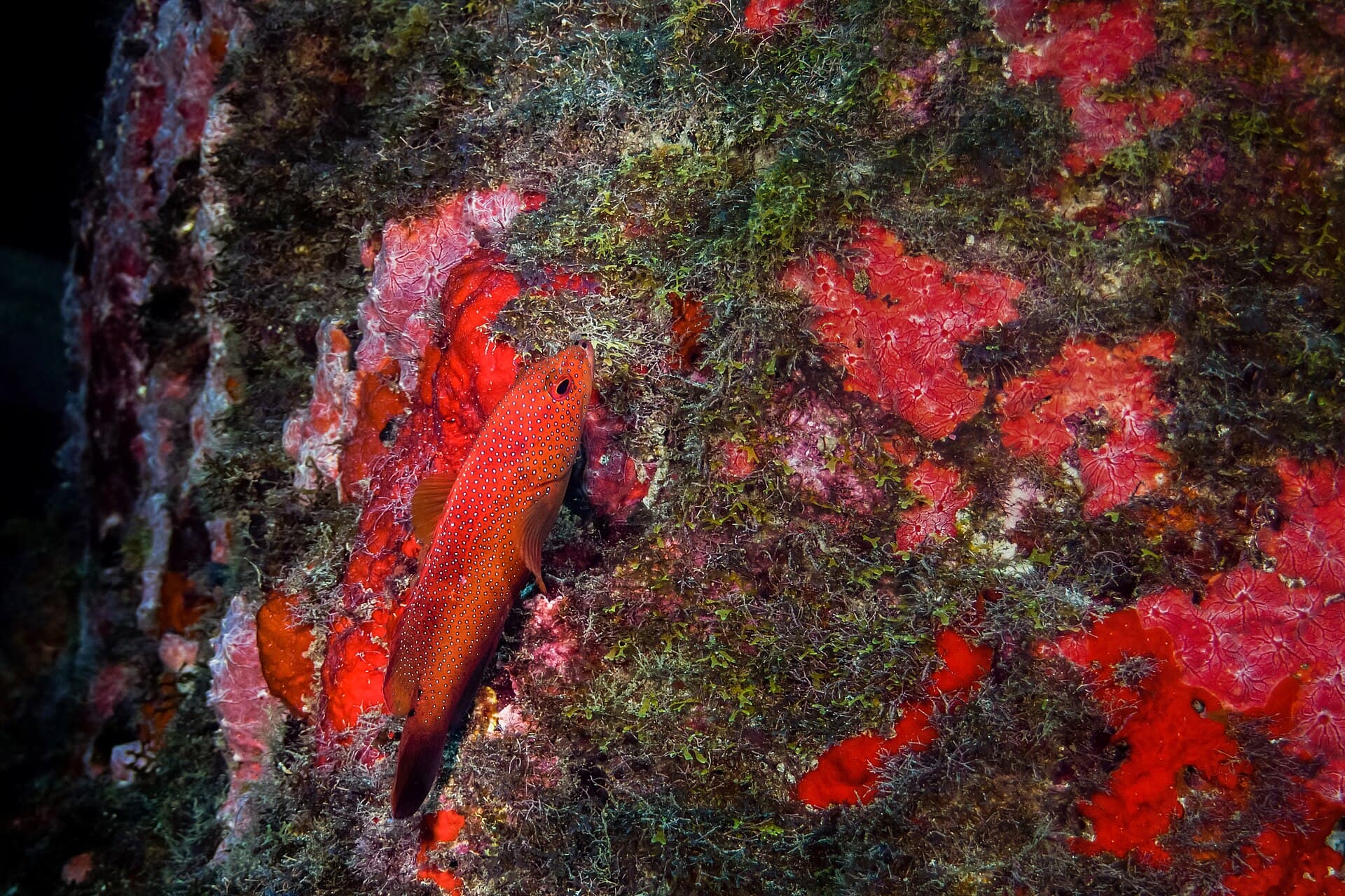 Fernando de Noronha